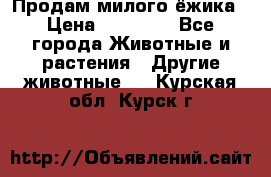 Продам милого ёжика › Цена ­ 10 000 - Все города Животные и растения » Другие животные   . Курская обл.,Курск г.